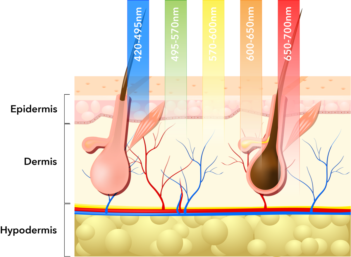 Layers of the skin and light colour depth