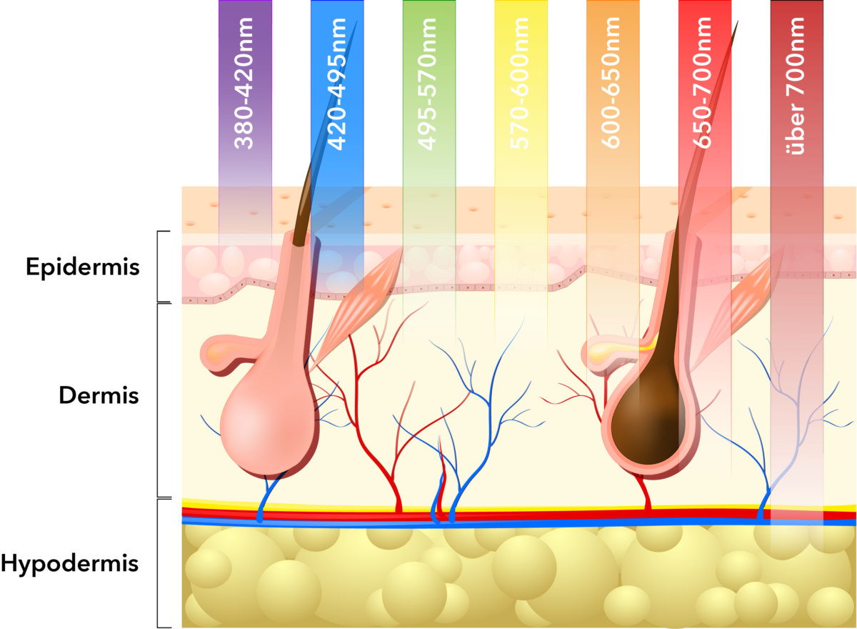 Hautschichten und Lichtfarbentiefe