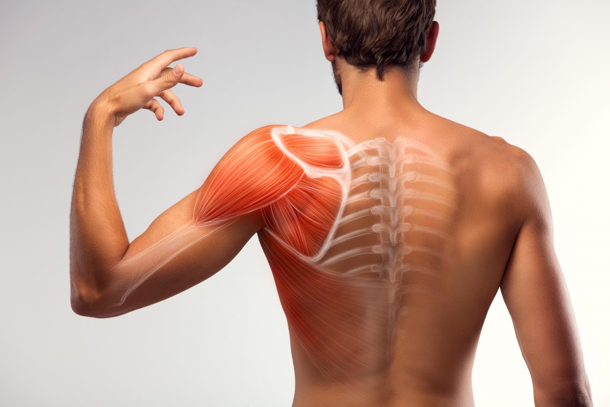 Improved muscle regeneration through light therapy